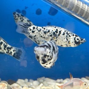 Molly - Dalmation