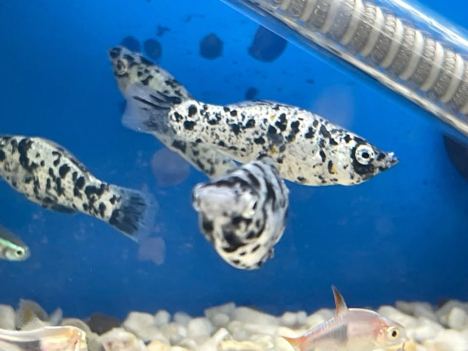 Molly - Dalmation